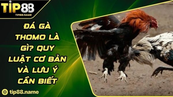 Đá gà Thomo là gì?
