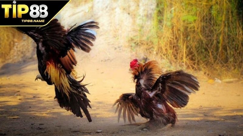Tỷ lệ trả thưởng khi thắng cược đá gà Thomo là gì? Tỷ lệ trả thưởng khi thắng cược đá gà Thomo là gì?